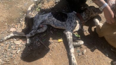 Prefeitura resgata dois cachorros vítimas de maus-tratos no bairro Aparecida