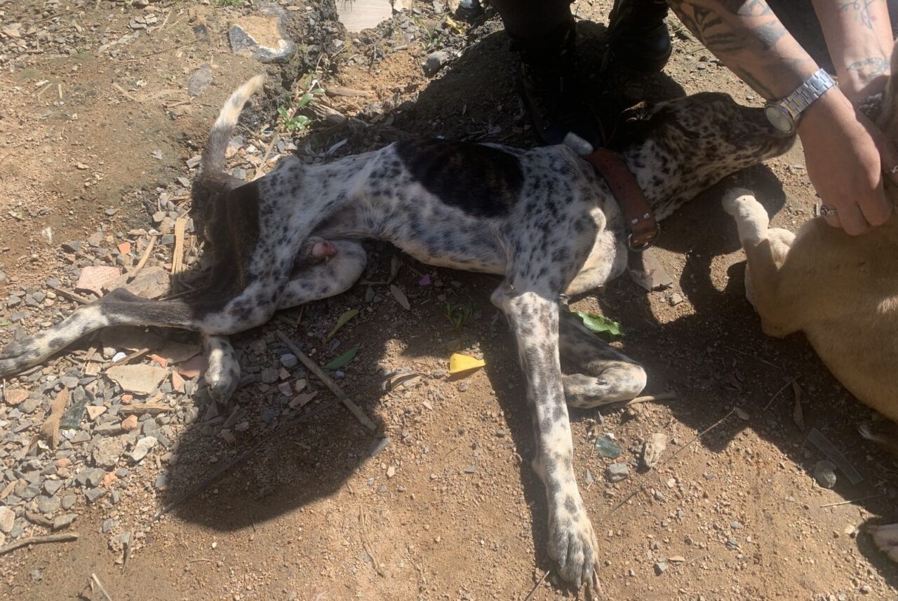 Prefeitura resgata dois cachorros vítimas de maus-tratos no bairro Aparecida
